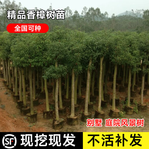 香樟树苗香樟大树别墅绿化四季庭院绿化苗木南方北方种植行道树苗