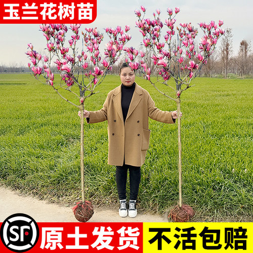 玉兰花树苗带花苞红玉兰紫玉兰白玉兰矮化盆栽庭院地栽南北方种植