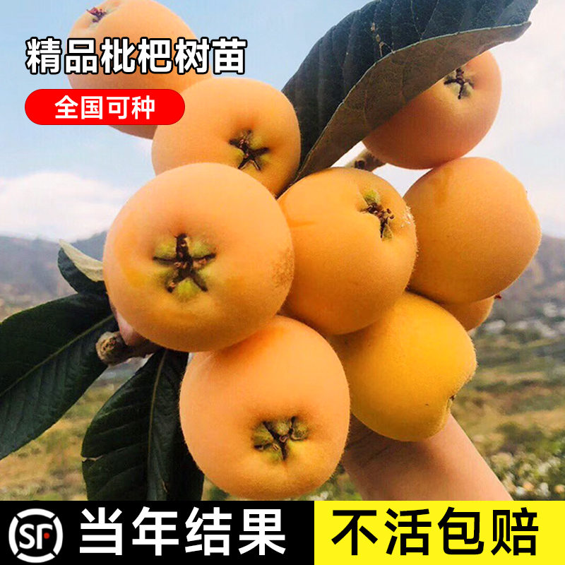 无核枇杷苗树大五星水果树苗嫁接枇杷苗南方北方四季种植当年结果