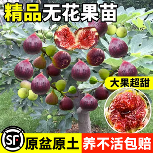 无花果树果苗特大果矮化盆栽树苗波姬红青皮南方北方阳台种植耐寒