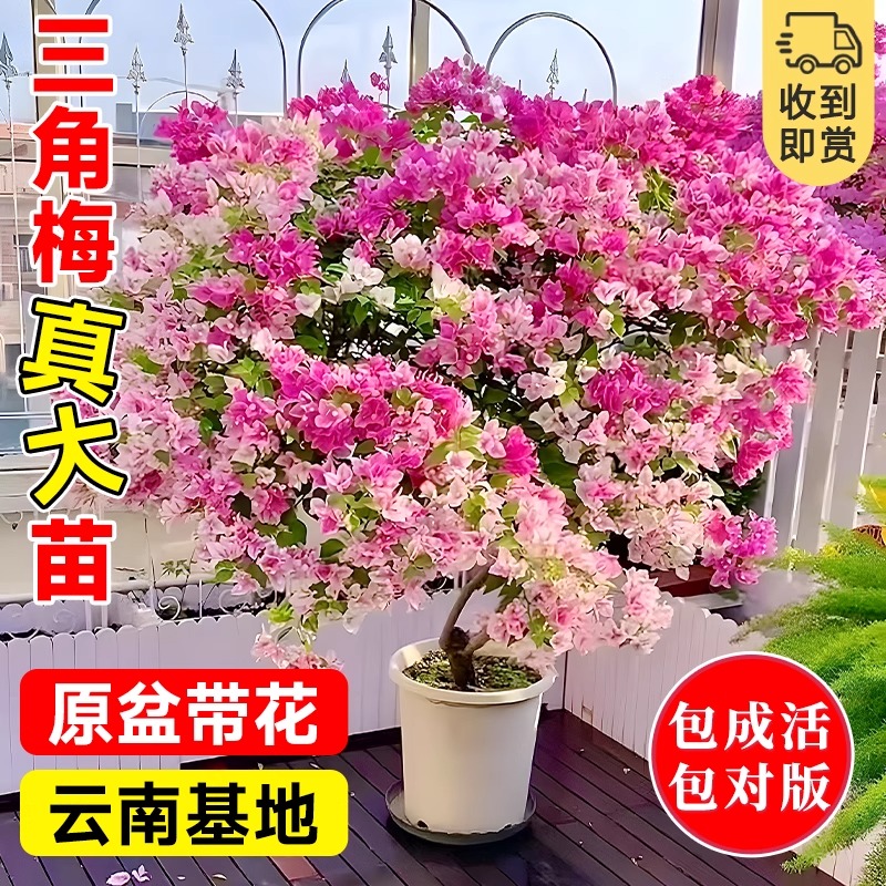 重瓣三角梅盆栽室内阳台庭院特大苗带花绿樱老桩多季开花爬藤植物