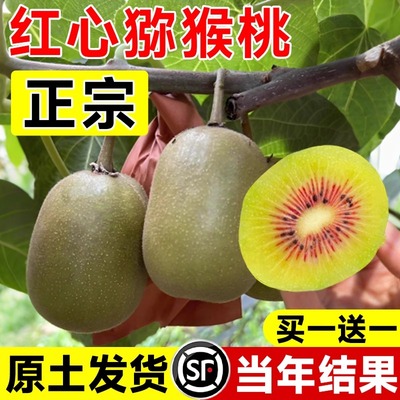 猕猴桃树果苗公母同株红心徐香黄心软枣南北方种植嫁接苗当年结果