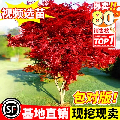 日本红枫树苗四季红舞姬老桩盆栽盆景别墅庭院绿化植物苗室外耐寒