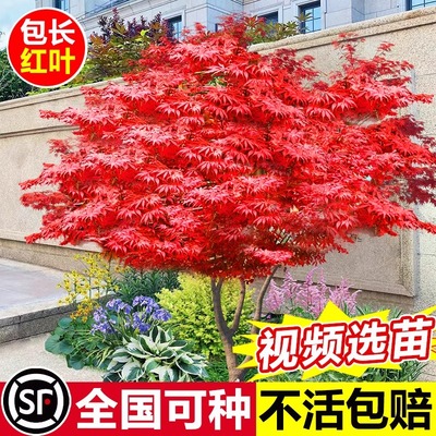 日本红枫树苗四季红舞姬老桩盆栽盆景庭院别墅绿化植物苗耐寒室外