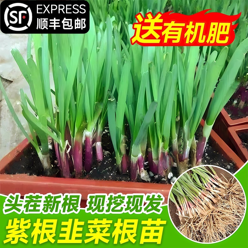 韭菜根苗紫根四季宽叶大叶红根韭菜种籽种子阳台好养蔬菜盆栽种植