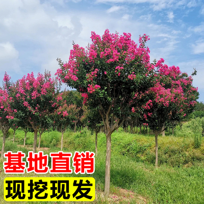 紫薇花树苗庭院室外南方种植红紫薇树苗大树盆栽老桩四季耐寒植物