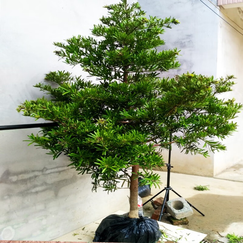 罗汉松树苗盆景小叶雀舌树桩庭院造型树盆栽名贵迎客松松树绿植物
