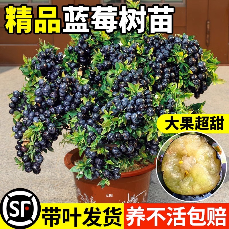 蓝莓树果苗带盆栽南北方种植