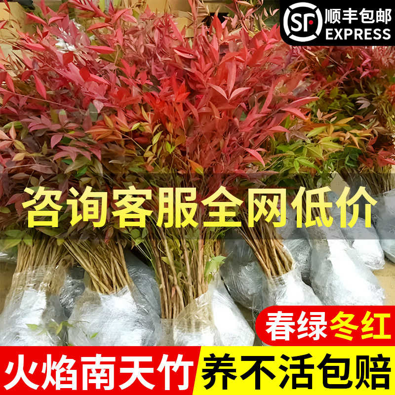 火焰南天竹盆栽真树苗客厅庭院竹子盆景红叶老桩落地植物耐寒绿植