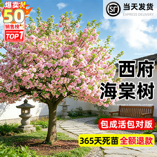 海棠树苗高杆西府北美垂丝海棠庭院地栽室外四季耐寒开花花卉盆栽