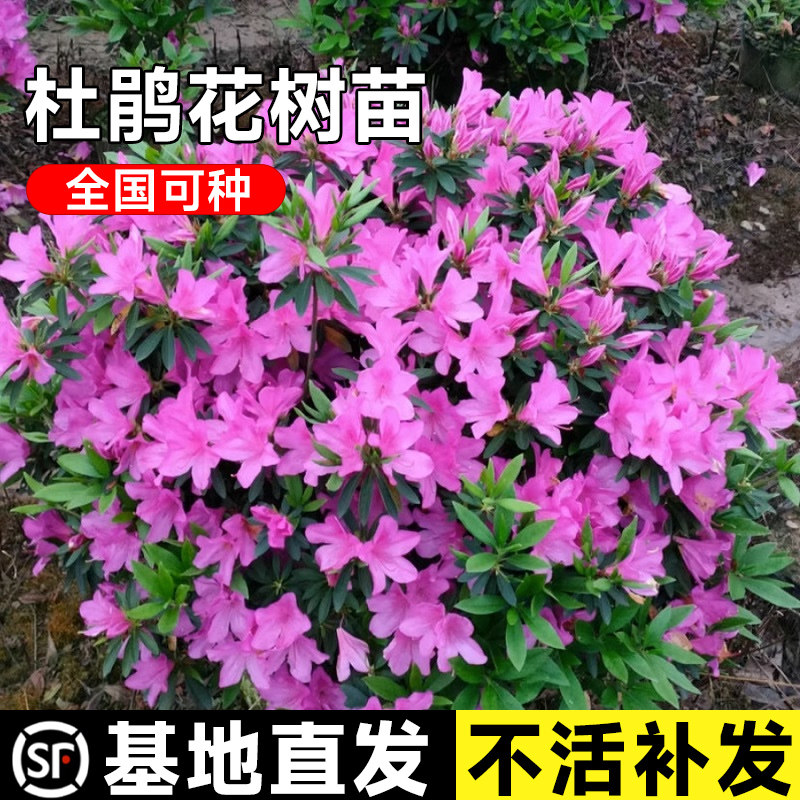 杜鹃花苗木春娟苗毛杜鹃花球形树苗四季常青庭院色块花园绿化植物