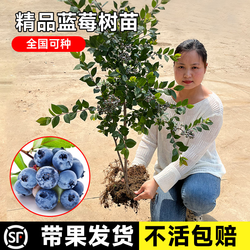 蓝莓树果苗盆栽蓝莓苗南方北方种植大苗带果奥尼尔薄雾当年结果树