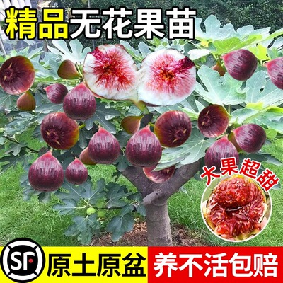 无花果树果苗特大果盆栽矮化南方北方阳台种植波姬红新品当年结果