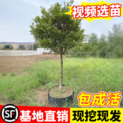 黄杨树苗庭院独杆小叶瓜子黄杨苗大型地栽造型树四季常青耐寒植物