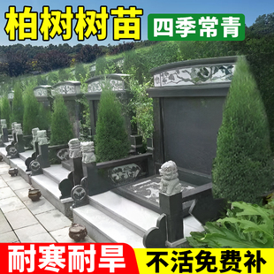 柏树树苗坟地专用苗侧柏龙柏四季常青庭院行道风景大树带土球发货