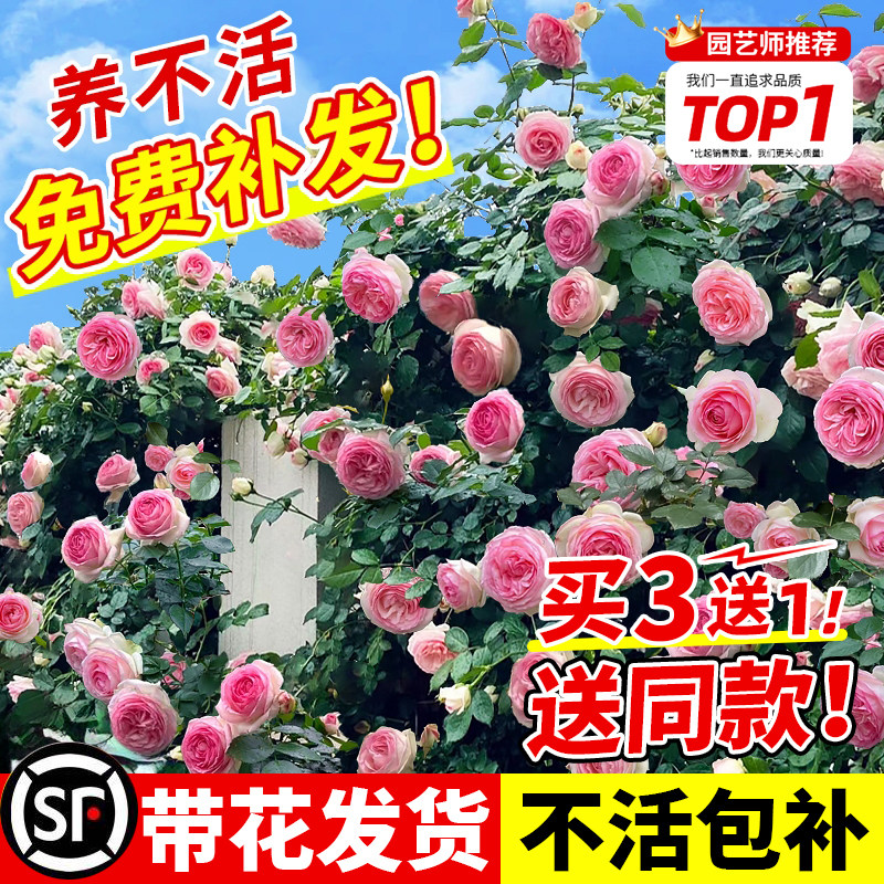 蔷薇花苗藤本月季特大花耐寒庭院爬藤植物四季开花卉玫瑰阳台盆栽,鲜花速递/花卉仿真/绿植园艺,月季/蔷薇/玫瑰,淘宝优惠券,粉丝福利购,淘宝优惠卷