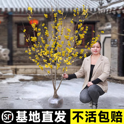 素心腊梅花树苗盆栽丛生地栽别墅庭院风景树观赏矮化老桩原生腊梅