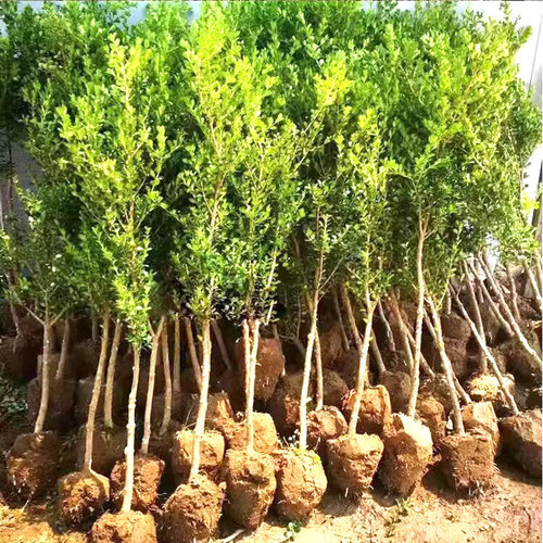 基地直发 量大配车送货上门