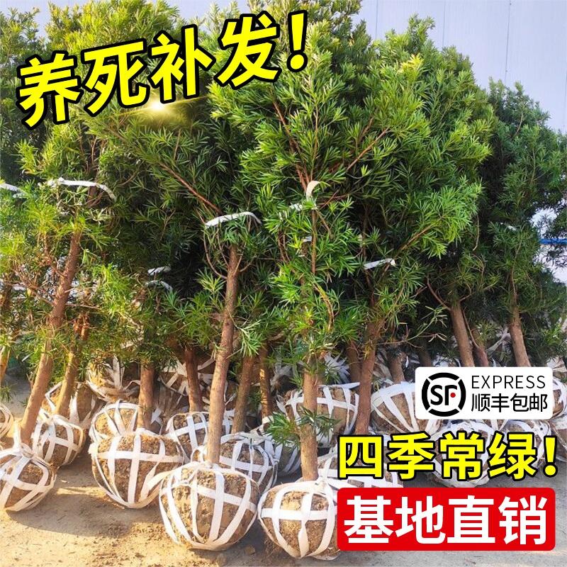 罗汉松树苗小叶雀舌盆景盆栽室外庭院地栽大树造型树桩名贵绿化苗