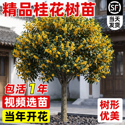 桂花树苗庭院地栽四季常青桂花树