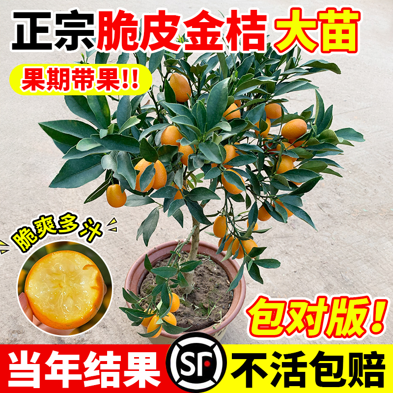 【植树季】正宗脆皮金桔树树苗带果发盆栽地栽庭院种桔子树橘子树