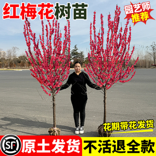 耐寒红梅花树苗庭院地栽浓香型四季花卉植物骨里红梅腊梅绿梅室外