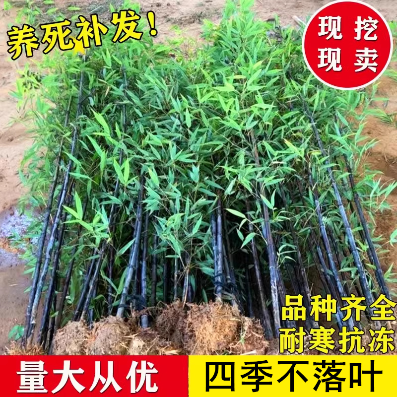 紫竹老根盆栽矮化名贵子苗