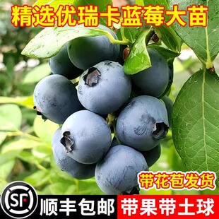 优瑞卡蓝莓树果苗盆栽L25蓝莓树苗南方北方种植地栽法新蓝莓树苗