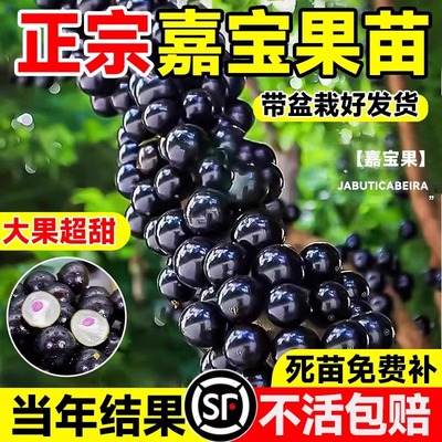 嘉宝果苗树大加宝果树树葡萄四季加多宝树苗南方北方种植盆栽庭院