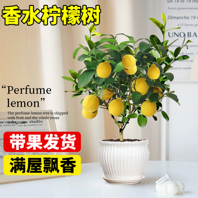 柠檬树苗盆栽绿植阳台庭院种植