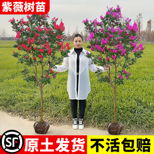 紫薇树苗庭院种植地栽红火箭紫薇花树苗盆栽耐寒花卉大树四季植物