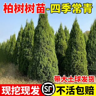 柏树树苗侧柏龙柏塔柏坟地专用苗带土球发货四季常青风景树行道树