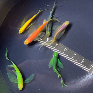 长尾蝶翼斑马鱼观背青孔雀鱼古法养鱼好养易活免打氧冷水观赏鱼