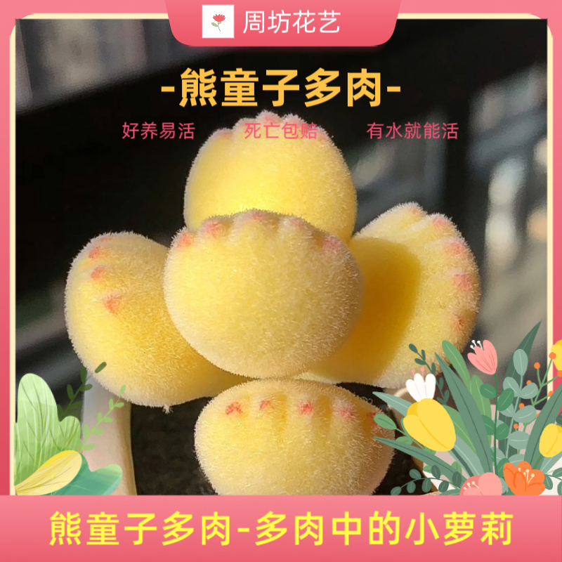 多肉熊童子植物组合盆栽绿植花卉熊童子小熊爪萌肉肉新手组合套餐