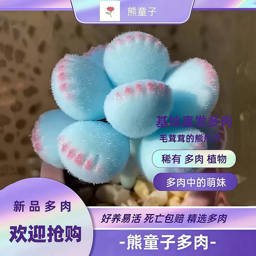 稀有蓝色多肉熊童子室内阳台盆栽