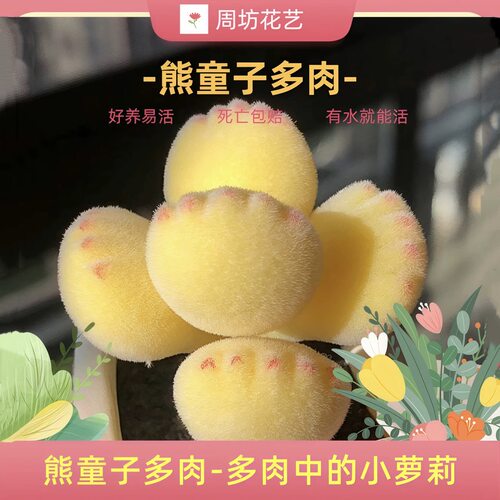 多肉熊爪植物熊童子【锦】黄色熊掌新款稀有多肉室内阳台桌面盆裁