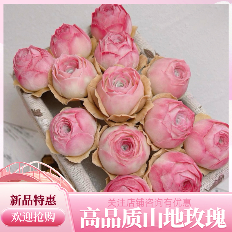 桃蛋群生多头多肉植物山地玫瑰老桩绿植盆栽酒杯耶罗