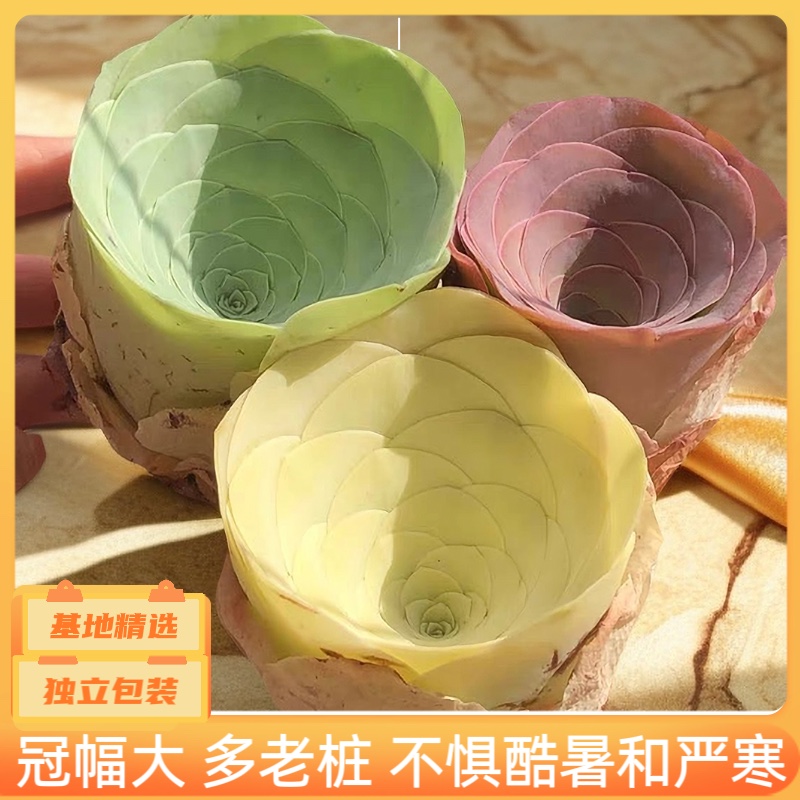 鸡蛋水蜜桃酒杯塔帕山地玫瑰组合多肉阳台办公室防辐射花卉盆栽