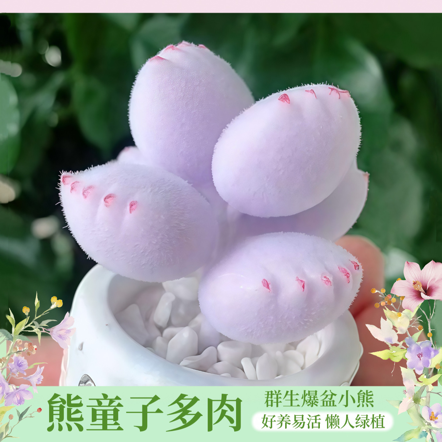 紫霞熊童子锦多肉植物群生老桩萌熊名贵高端室内阳台创意盆栽花卉