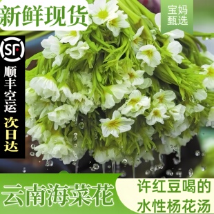 水性杨花新鲜大理洱海海菜花云南食用鲜花泸沽湖丽江特产云南野菜