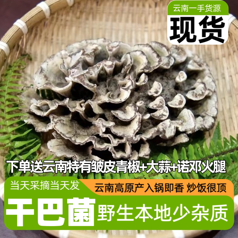特级干巴菌云南新鲜采摘