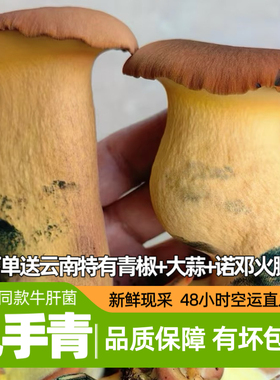 新鲜见手青牛肝菌云南特产鲜黄牛肝菌非野生菌菇炒菜煲汤火锅食材