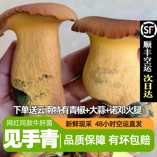 新鲜见手青牛肝菌云南特产鲜黄牛肝菌非野生菌菇炒菜煲汤火锅食材