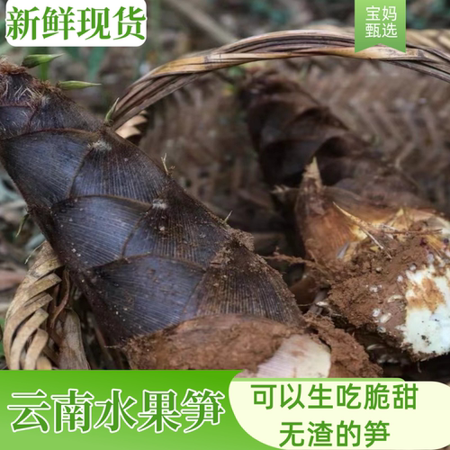 竹笋中的劳斯莱斯【云南甜笋】