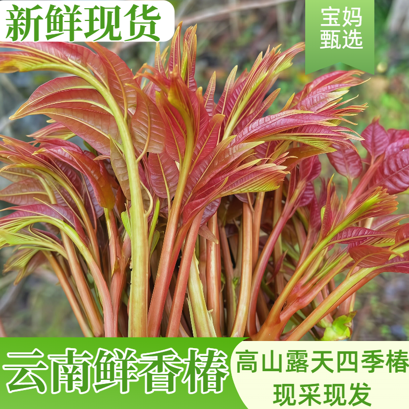 新鲜香椿芽2026年云南特产红河头茬现摘嫩芽露天红油香椿时令蔬菜