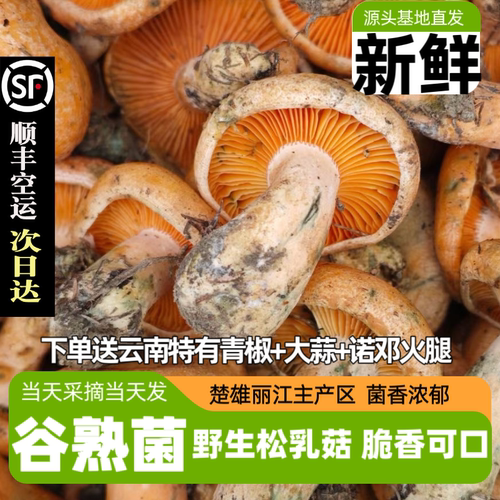 新鲜谷熟菌云南野生菌当季鲜菌纵树菌鲜松乳菇寒菌谷熟菌小朵