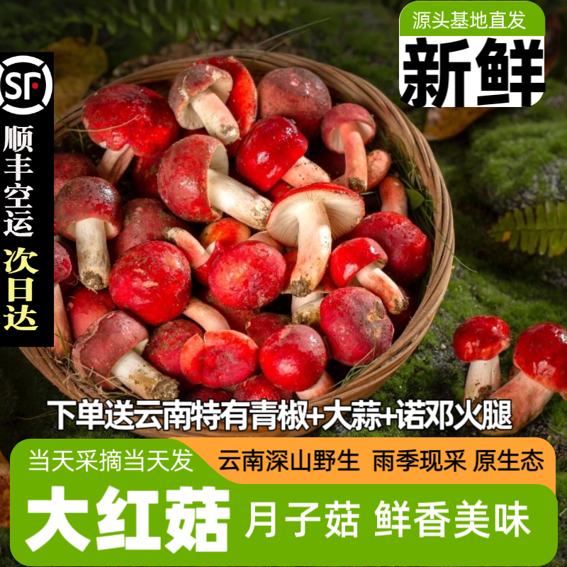 云南野生红菇干货正宗大红菇大红菌红椎菌月子菇野生菌不开伞蘑菇