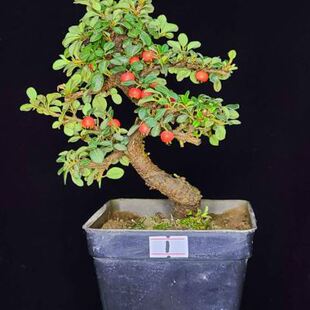 直销荀子红花白花老桩云南盆景米叶珍珠结红果包邮开花植物小叶不