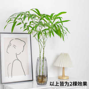 水培佛肚竹带根米竹子水养南天竹新中式客厅茶台室内桌面耐阴植物