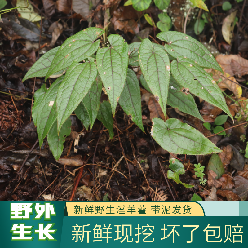 贵州正品深山新鲜野生淫羊藿中药材淫羊藿叶泡酒泡茶泡水滋补营养